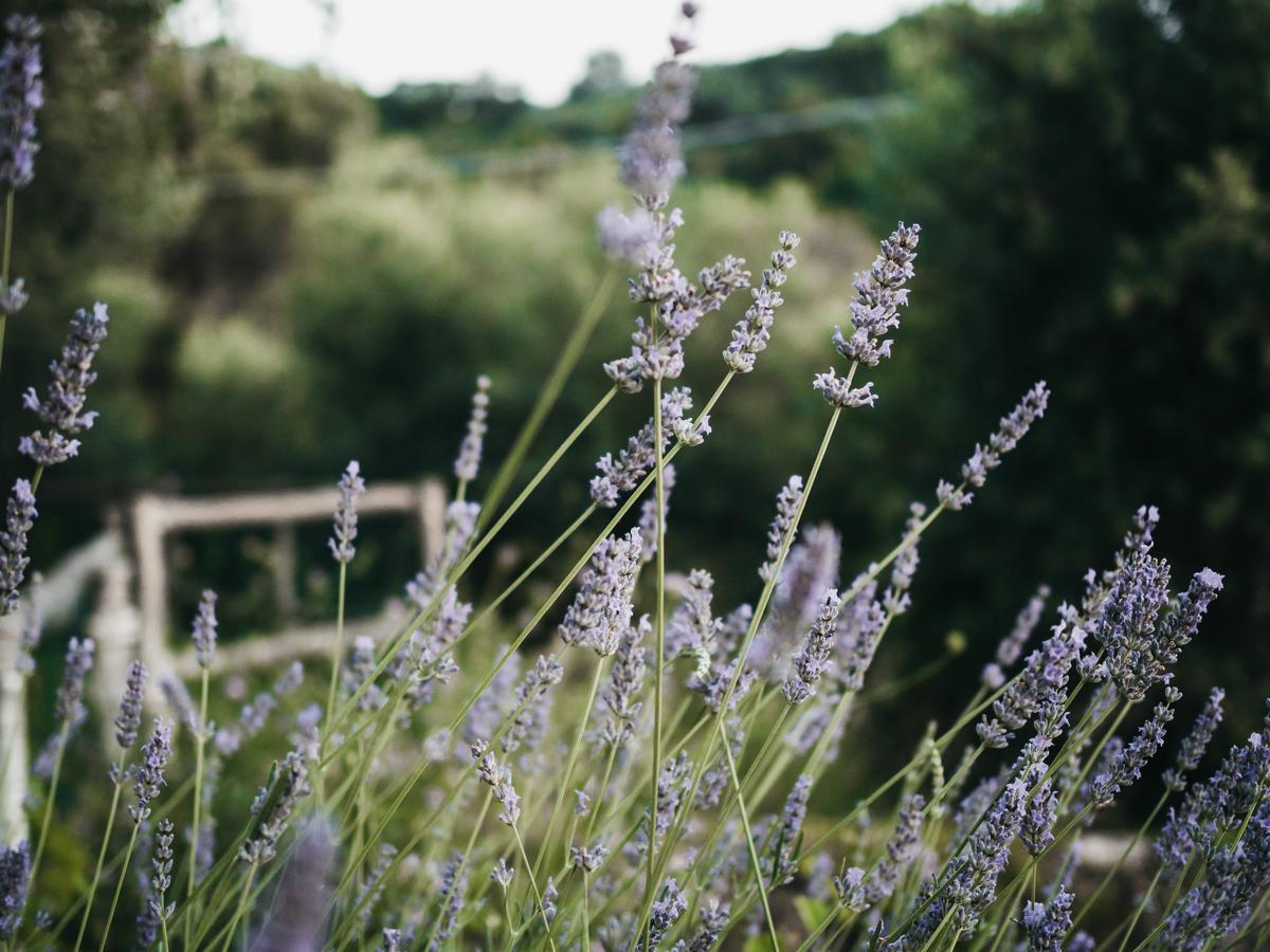 Casa Clementina Marciano Bed and Breakfast Massa Lubrense Εξωτερικό φωτογραφία